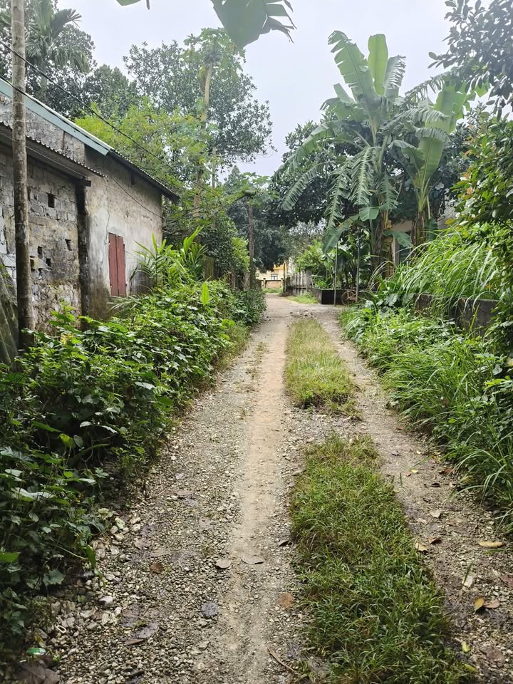 Đất thổ cư 1800m² thôn Phú Bình, Lạc Thủy chỉ 3.6 tỷ - Đầu tư sinh lời hấp dẫn!