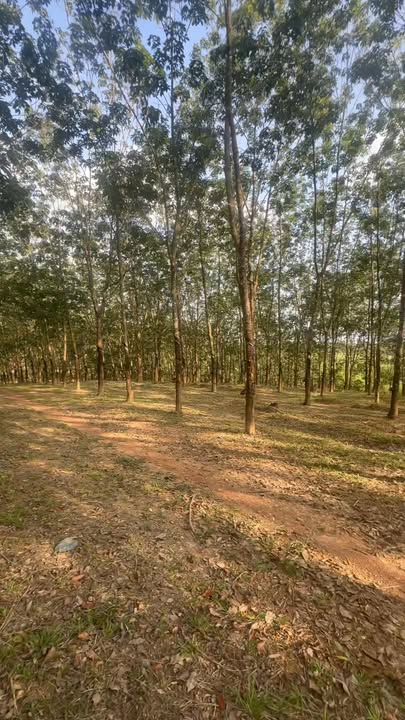 Farm diện tích 7ha tại Đắk Nông giá chỉ 5.76 tỷ - Đầu tư sinh lời hấp dẫn!