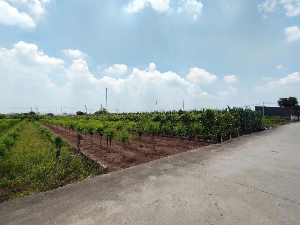 Đất nền Song Phương Hoài Đức 312m² giá 2.65 tỷ - Tiềm năng sinh lời lớn!