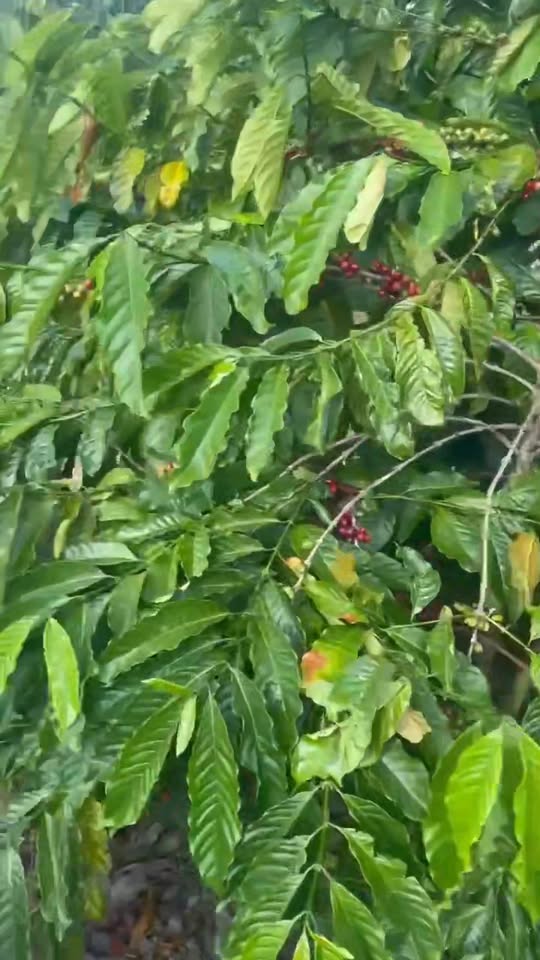 Farm 1,1ha tại Cư Ni, Ea Kar giá 1,35 tỷ - Pháp lý rõ ràng, thu nhập ổn định!