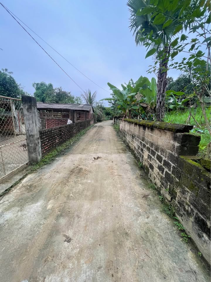 Đất nền Tề Lễ, Tam Nông 543m² chỉ 1 tỷ - Đầu tư sinh lời ngay!