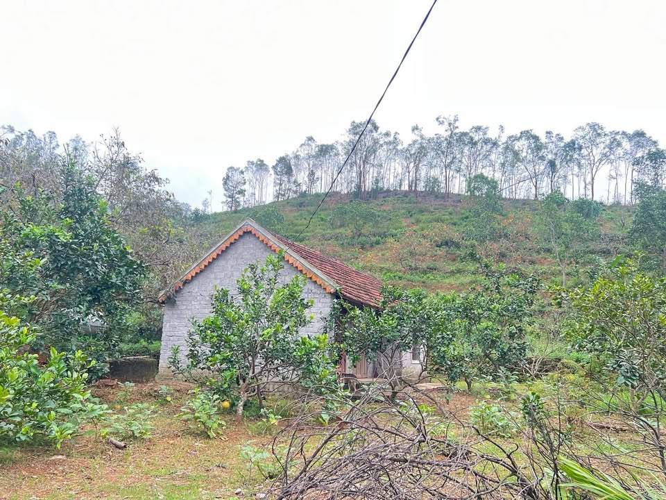 Farm đất vườn Nam Xuân, 10,000m² giá 4 tỷ - Không thể bỏ lỡ!