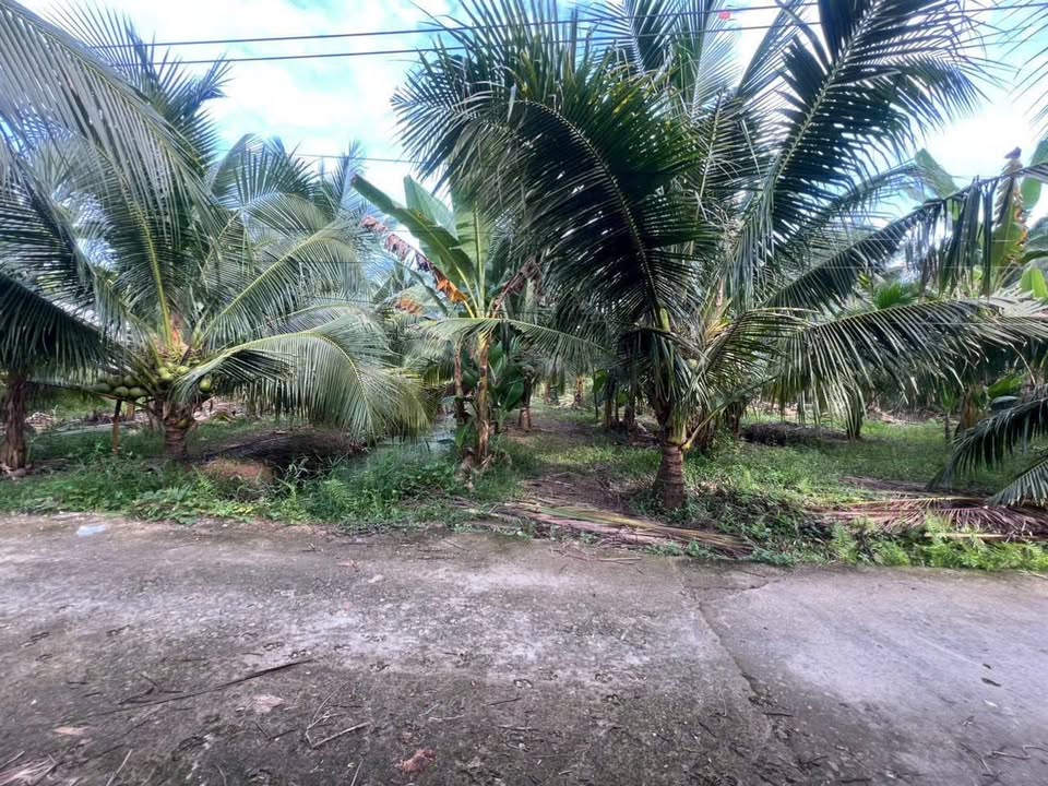 Đất vườn 500m² Phước Thạnh, Châu Thành giá chỉ 700 triệu - Đường xe 7 chỗ vào tận nơi!