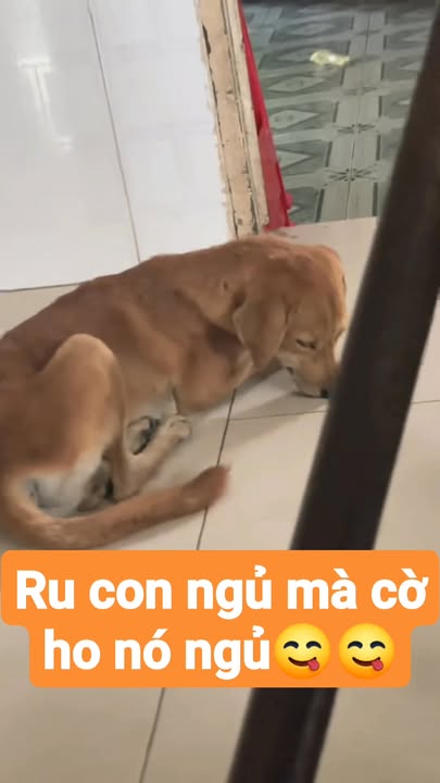 Đất nền Nghĩa Thành, Bà Rịa - Vũng Tàu 1575m² giá 165 triệu/m ngang - Cơ hội đầu tư hấp dẫn!