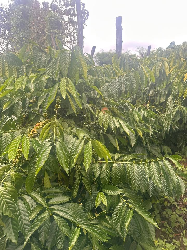 Đất nền Cư M'gar 10.000m² giá chỉ 250 triệu - Cơ hội đầu tư tuyệt vời!