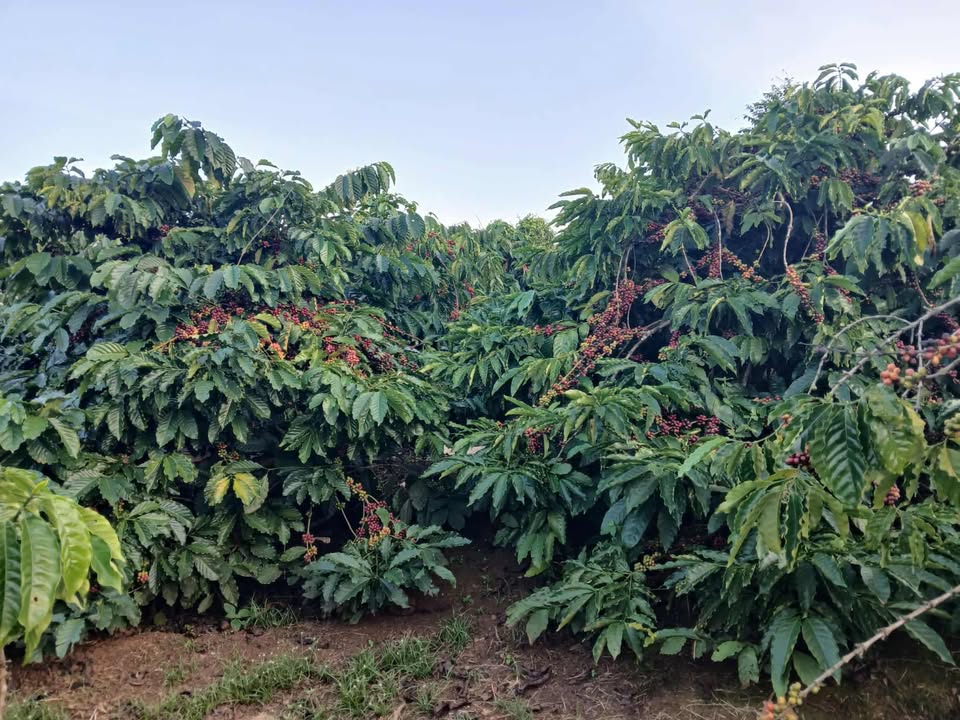 Đất trích lục Ea Kiết 900m² giá 1.1 tỷ - Đường ô tô thuận tiện