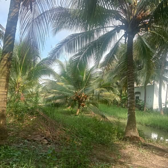 Đất vườn dừa An Ngãi Trung, Ba Tri 1.7 công chỉ 520 triệu - Đầu tư sinh lời ngay!