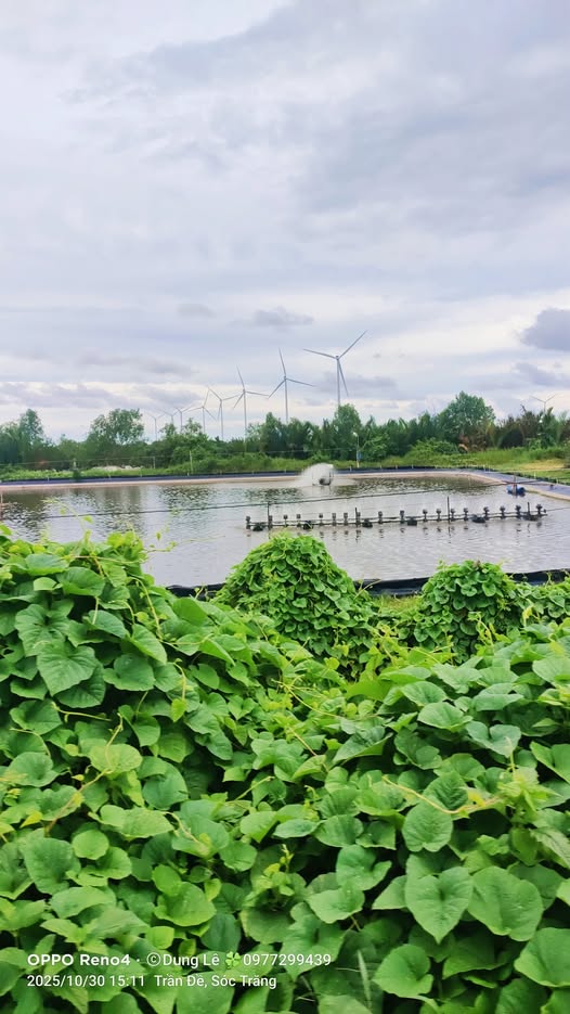 Đất nuôi trồng thủy sản 1ha tại Trần Đề, Sóc Trăng - Chỉ 250 triệu!