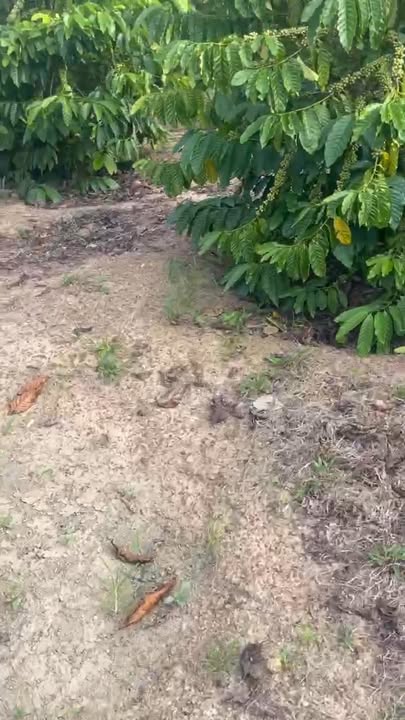 Lô đất Farm 1ha Cư Ni, Ea Kar - Giá chỉ 1.35 tỷ - Tiềm năng sinh lời cao!