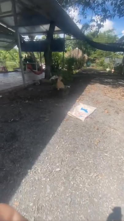 Đất thổ cư Sông Trầu Trảng Bom 300m² giá 5 tỷ - Sẵn sàng thương lượng!