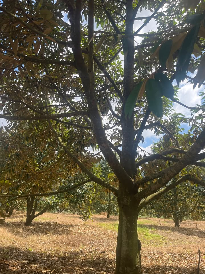 Farm sầu riêng 4,2ha tại xã Cư Prao, Đắk Lắk giá 6 tỷ - Đầu tư sinh lời cao!