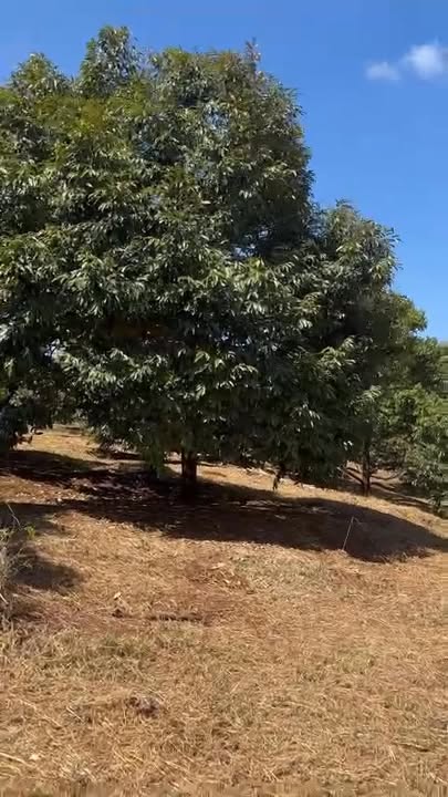 Đất nông nghiệp xã Chư Kbo, Krông Buk 1.8ha - Nguồn thu sầu riêng cực mạnh!