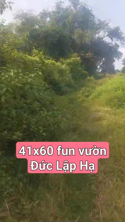 Đất vườn 2460m² đường Bàu Sen, Đức Lập Hạ - Pháp lý sổ đỏ chính chủ!