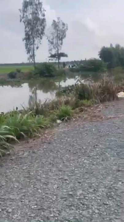 Đất nông nghiệp Nhơn Hòa Tân Thạnh 2500m² giá 160 triệu - Cơ hội đầu tư hấp dẫn!