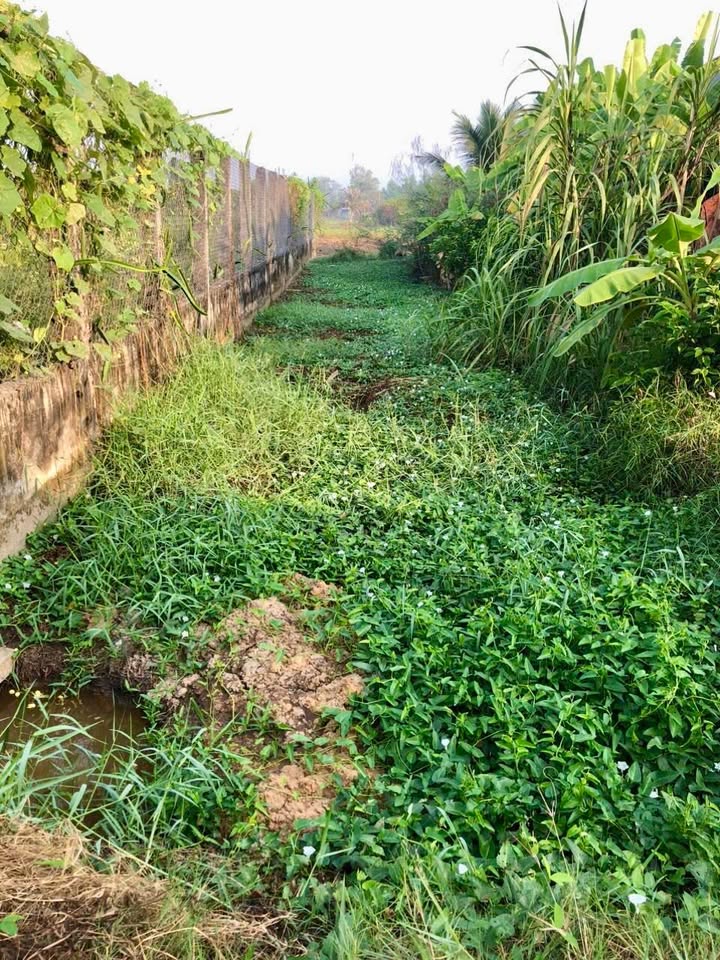 Đất thổ cư 200m² tại Hậu Nghĩa, Đức Hòa - Giá chỉ 2.4 tỷ - Đầu tư sinh lời!