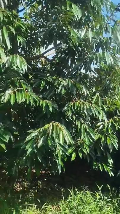 Farm đẹp 3 ha tại Ea Khal, Đắk Lắk - Đầu tư sinh lời với cà phê và sầu riêng!