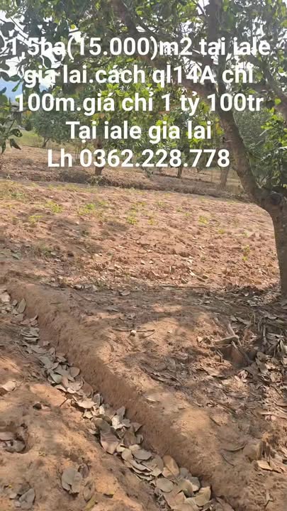 Đất nền 1,5ha tại Ia Le, Chư Pưh, Gia Lai - Giá chỉ 1.1 tỷ, cơ hội đầu tư tuyệt vời!