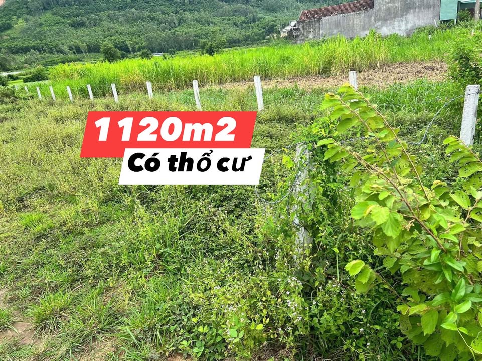 Đất vườn 1120m² Tây Phú, Tây Sơn - Giá chỉ 500 triệu, Xây dựng tự do!