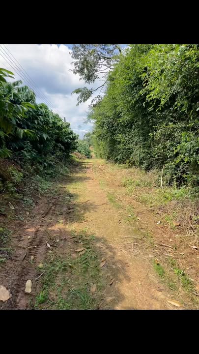 Đất nền Đinh Trang Hoà 32.000m² giá chỉ 380 triệu - Cơ hội đầu tư hấp dẫn!