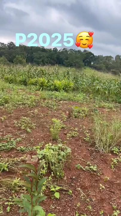 Đất Farm 2,8ha tại Ea Wer, Buôn Đôn, Đắk Lắk - Chất đất tốt, giá chỉ 2 tỷ!