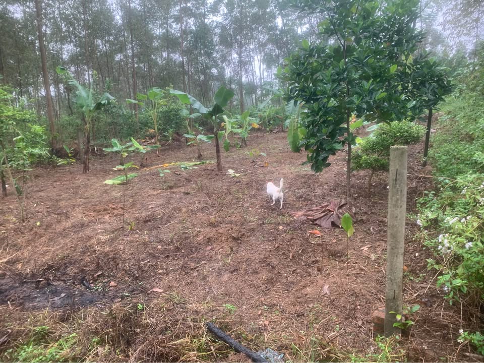 Đất thổ cư 200m² 2 mặt tiền tại Kim Đức, Việt Trì chỉ 1 tỷ - Cơ hội đầu tư hấp dẫn!