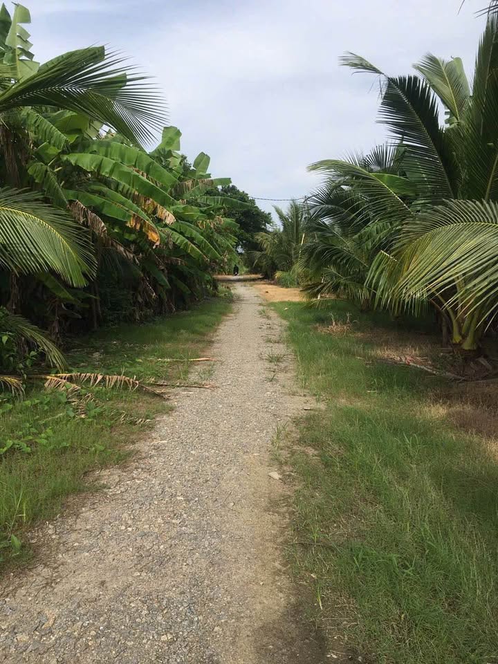 Đất lúa Vĩnh Thông Rạch Giá 934m² giá 650 triệu - Cơ hội đầu tư tuyệt vời!