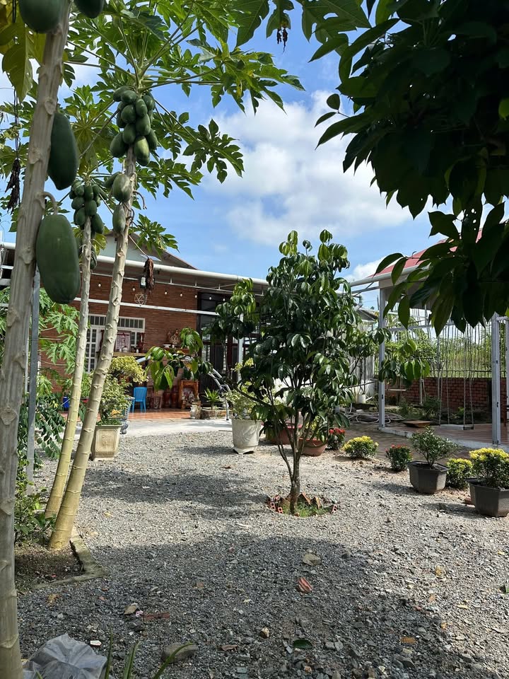 Nhà vườn Long Tân, Đất Đỏ 1120m² giá 2 tỷ - Hồ bơi và công năng đầy đủ!