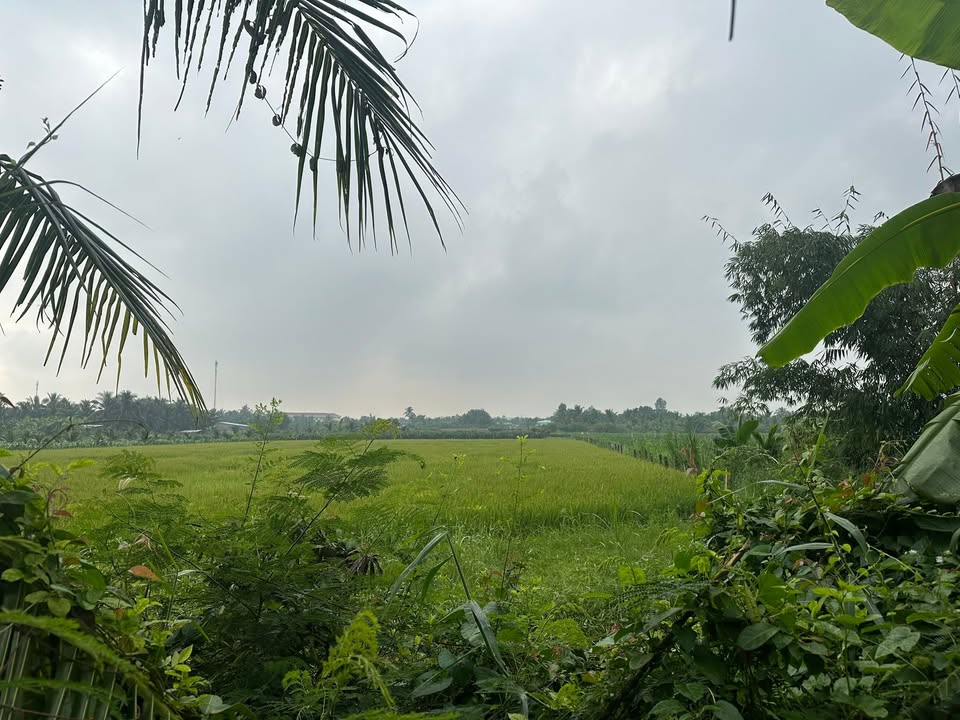 Đất nền 1958m² tại xã Bình Phan, huyện Chợ Gạo - Giá chỉ 800 triệu VND!