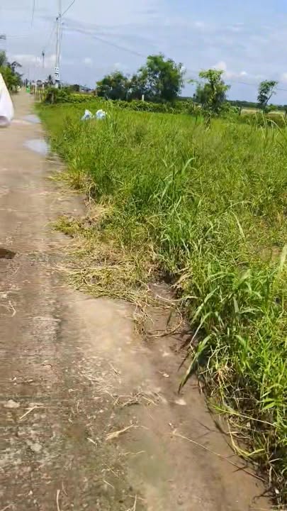 Đất nền Tân Điền Gò Công Đông 168m² giá 200 triệu - Cơ hội đầu tư hiếm có!