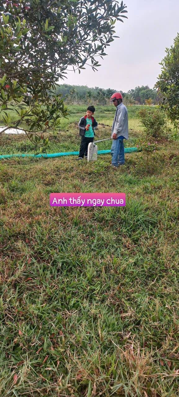 Đất chính chủ ấp Giồng Tre, Bình Minh, Tây Ninh 500m² giá 240 triệu - Cơ hội đầu tư tuyệt vời!