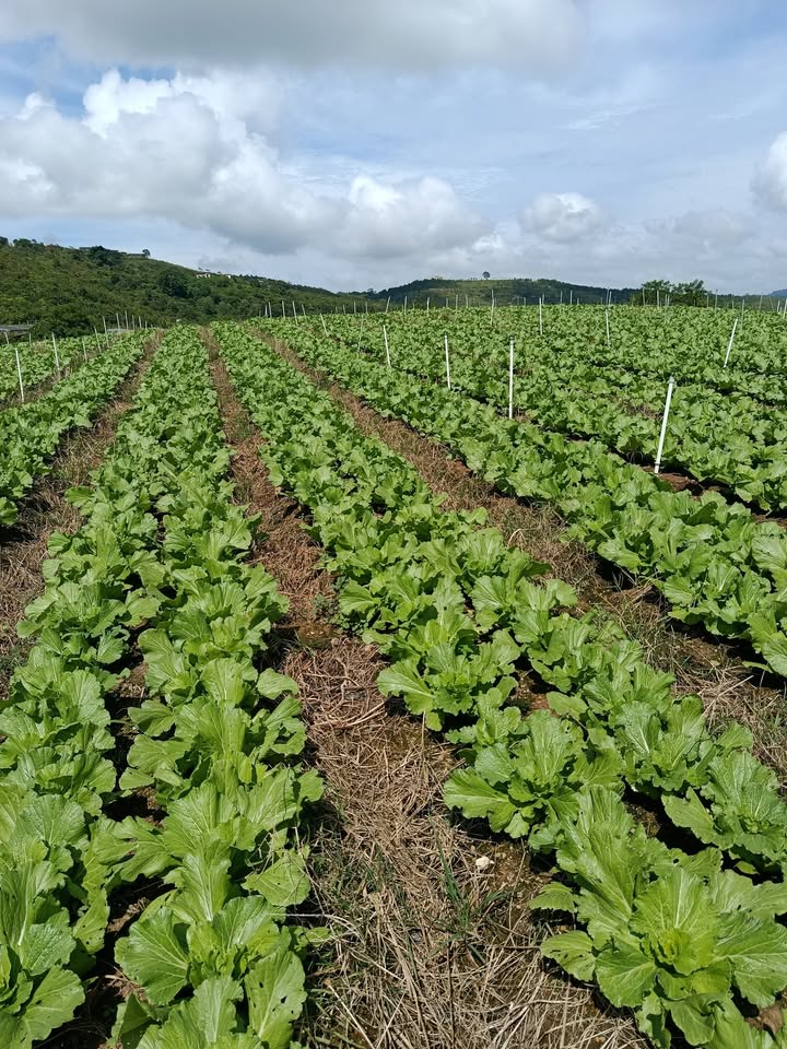 Đất sào Ka Đơn Đơn Dương 12.258m² giá 400 triệu - Cần bán gấp!