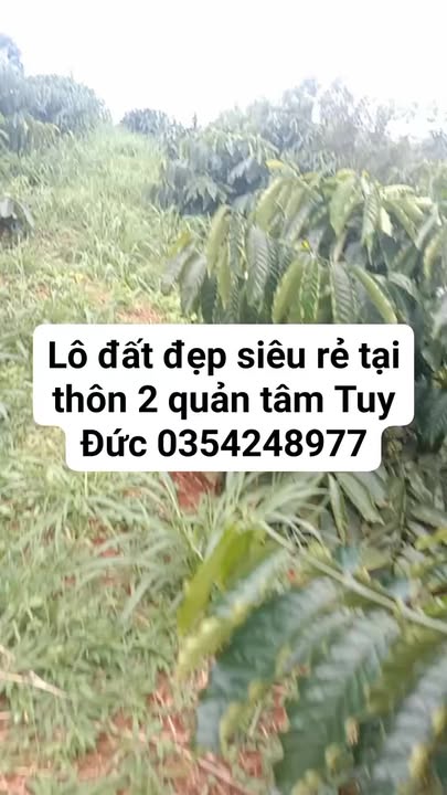 Đất nông nghiệp Quản Tâm, Tuy Đức 12.000m² giá 1.2 tỷ - Tiềm năng phát triển cao!
