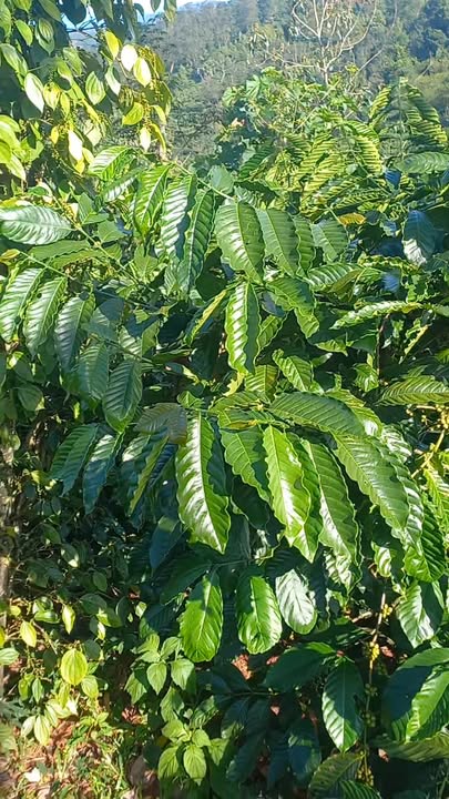 Đất nền Đăk Rưng 540m² giá 900 triệu - Đầu tư tiềm năng ngay trung tâm!