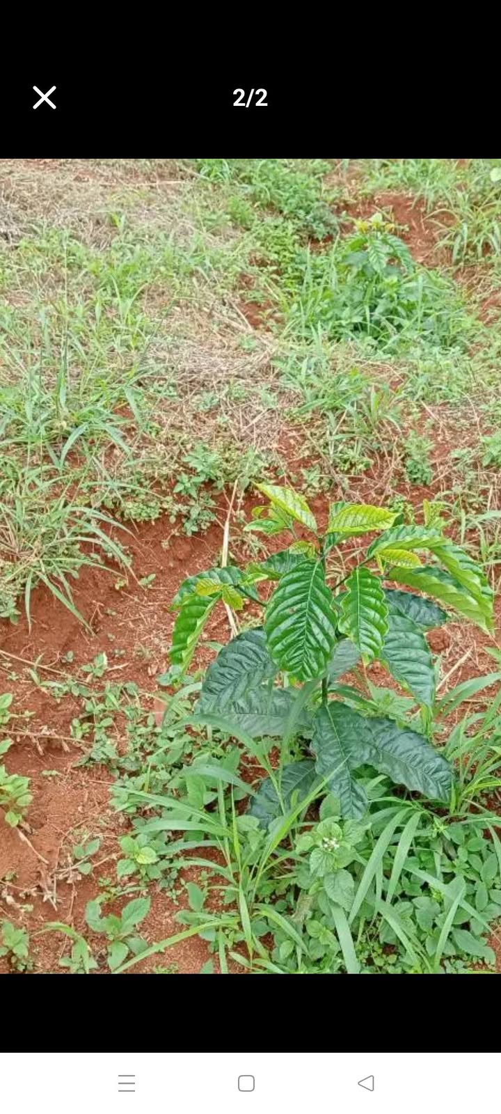 Đất nền 1ha thôn 5, Quảng Tâm, Tuy Đức, Đắk Nông giá 900 triệu - Thế đất đẹp phù hợp đầu tư!