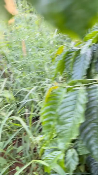 Đất thổ cư 6000m² tại Nâm N'Jang Đắk Nông giá 870 triệu - Cơ hội đầu tư sinh lợi!