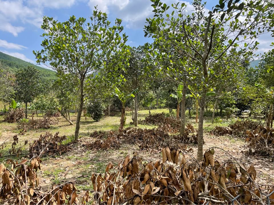 Đất vườn 2500m² Hòa Khánh Đà Nẵng giá 850 triệu - Lợi thế cây ăn quả lâu năm!