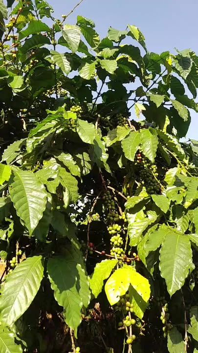 Đất nền 100m² Đinh Trang Hòa, Di Linh chỉ 550 triệu - Đầu tư sinh lời ngay!