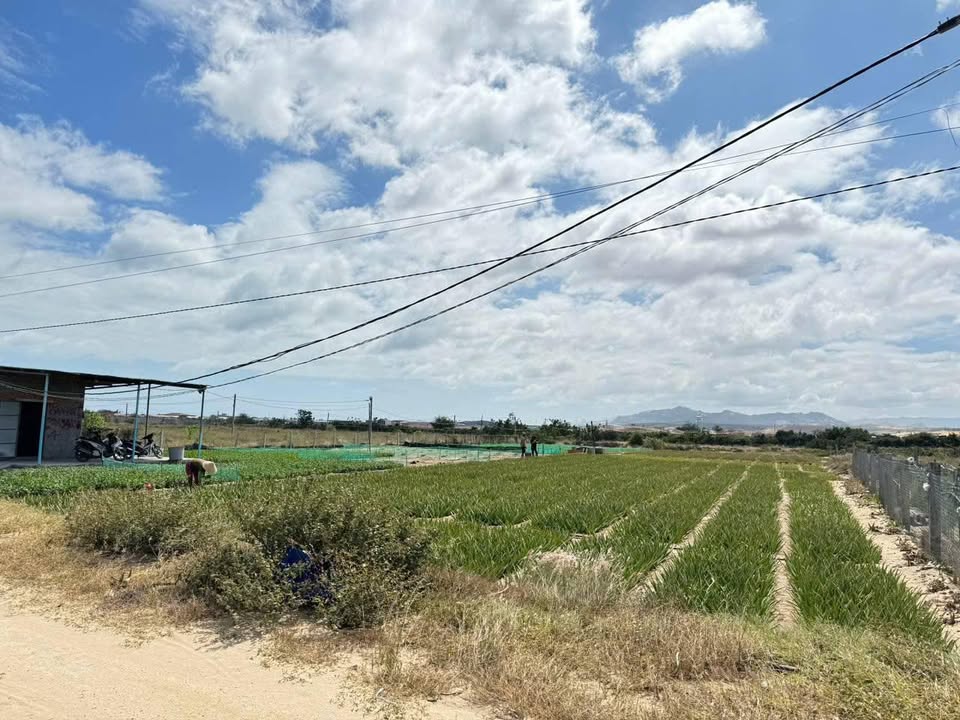 Lô đất vườn Phước Dinh, Thuận Nam 4060m² giá 14.6 tỷ - Sổ đỏ chính chủ!