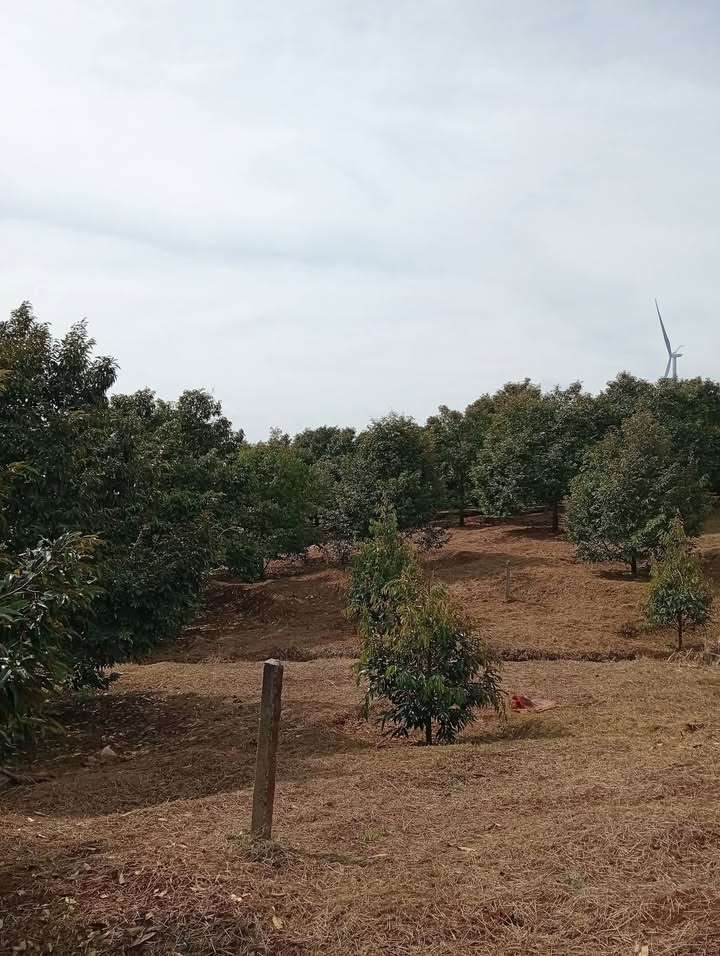 Đất nền xã Chư Kbô, huyện Krông Búk 18,000m² giá 460 triệu - Sổ hồng chính chủ, điện nước đầy đủ!