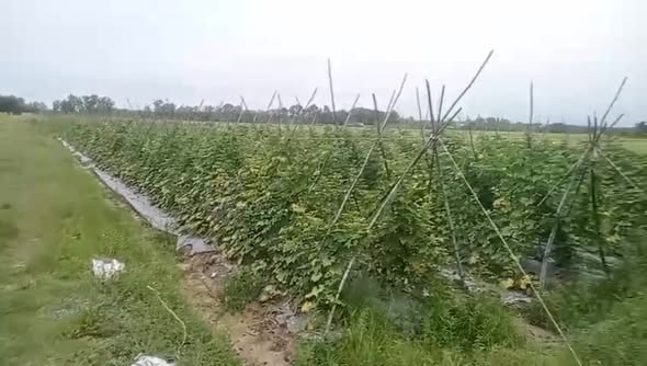 Đất vườn 2 mặt tiền tại Củ Chi 9669m² giá chỉ 1.1 triệu/m² - Đầu tư lý tưởng!