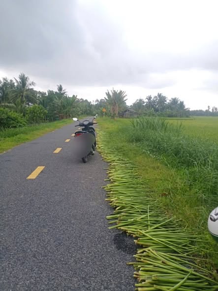 Đất lúa 4700m² mặt tiền nhựa Lương Hòa Trà Vinh - Đầu tư sinh lời cao!