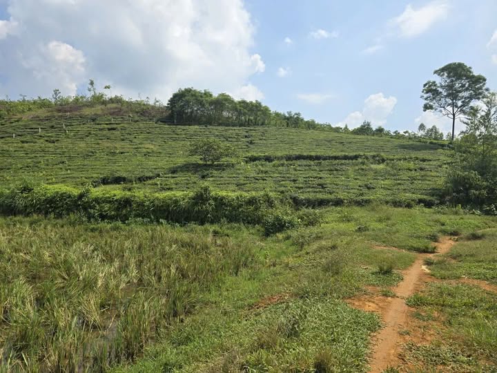 Đất thổ cư Văn Miếu Phú Thọ 1320m² giá 400 triệu - Đầu tư lý tưởng!