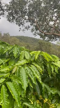 Đất farm 8ha Phú Sơn, Bù Đăng giá 7.6 tỷ - Đầu tư sinh lời ổn định!