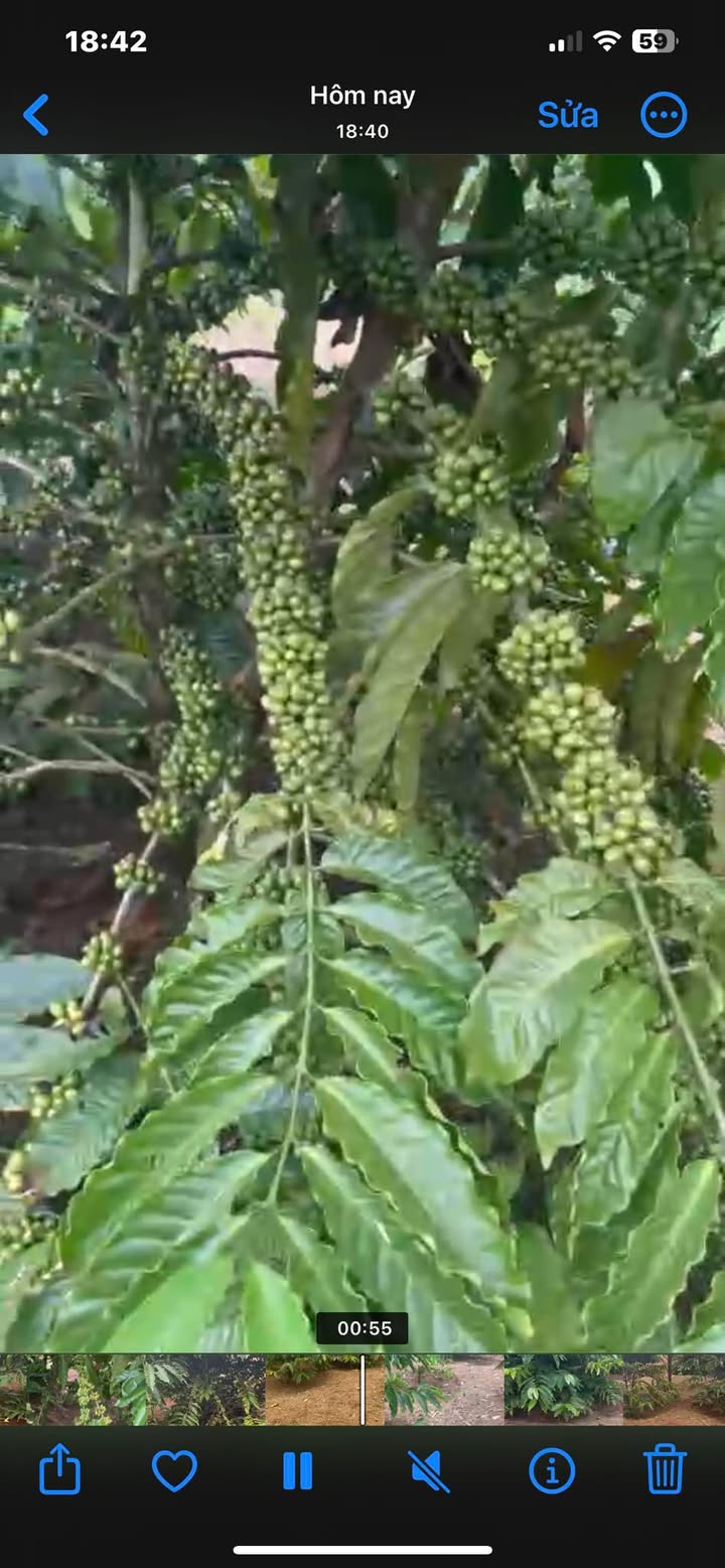 Farm đất rộng 1,4ha tại Phú Sơn, Bù Đăng - Tiềm năng đầu tư lớn giá 2.2 tỷ