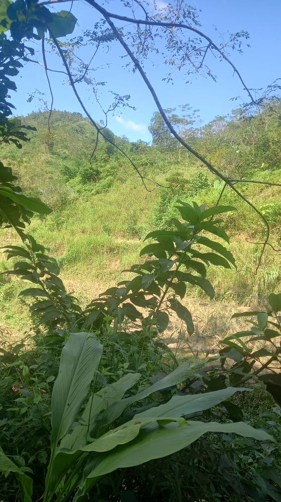 Bán lô đất 3ha Tân Minh Đà Bắc giá 5.1 tỷ - Gần suối mát mẻ!