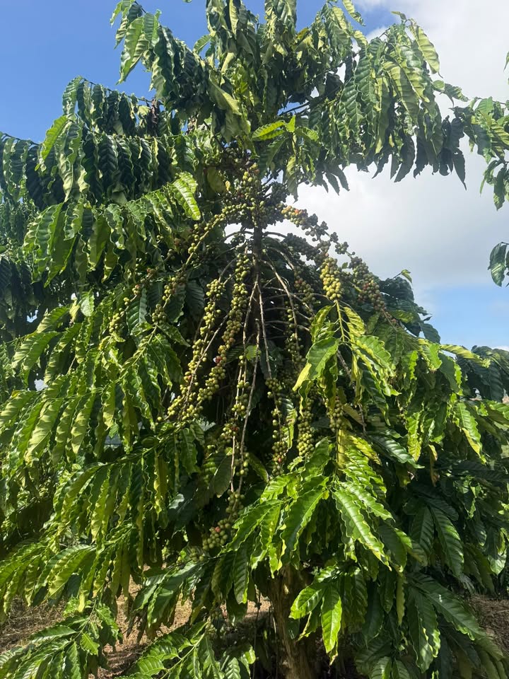 Đất nền 1ha tại Quảng Khê, Đắk Glong - Giá chỉ 2.2 tỷ, cơ hội đầu tư hấp dẫn!