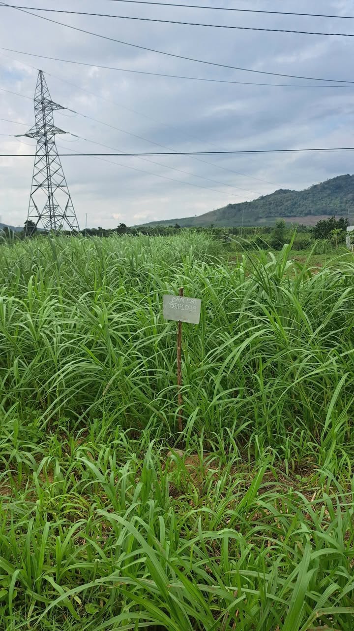 Đất ở Sơn Thọ, Tây Hòa 229.7m² giá 1.48 tỷ - Mặt tiền đường Quốc lộ 29