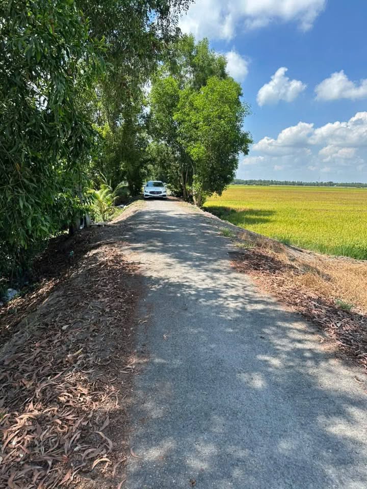 Đất nền Thạnh Hoà Tân Phước 80.000m² giá 5.4 tỷ - Đầu tư sinh lời tốt!