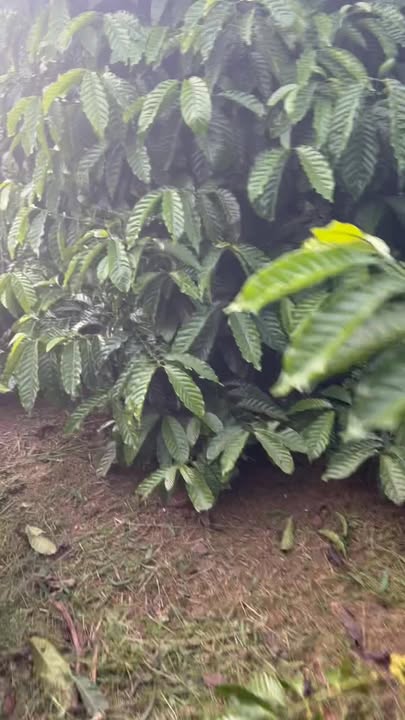 Farm 8,3 sào tại Ea Púk, Đắk Lắk - Giá chỉ 854 triệu - Đầu tư sinh lời ngay!