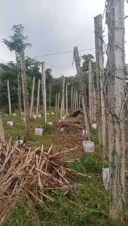 Đất mặt tiền 90m tại Phú Xuân, Krông Năng 8000m² - Giá chỉ 1.6 tỷ!